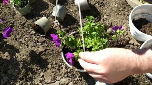 Пересадка  рассады ПЕТУНИИ АМПЕЛЬНОЙ в вазоны Петуния ампельная в кашпо