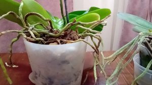 Что делать, если у орхидеи вылезли корни из горшка?