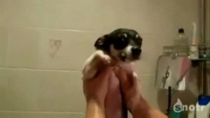 Эти милые создания