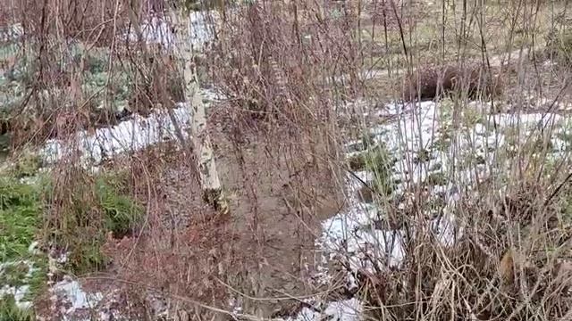 Она чудом выжила... Труба ее могла погубить. Распускается ива козья! Гуляем по саду. смотреть онлайн