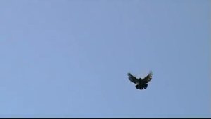 николаевские голуби с красивым полётом 2