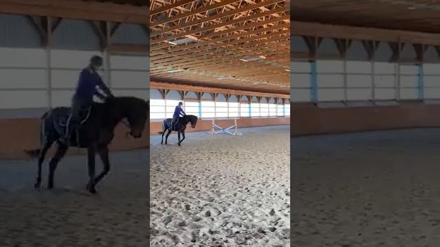 Diophantus M7 (Braecrest Beaumont x Filigree) first day trotting off lunge line April 27,2020 P1