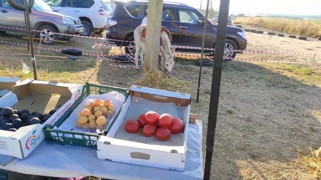 Крымская Лаванда / Тургеневка , Бахчисарай, Крым 28.06.2021