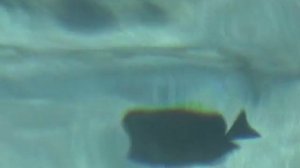 ЕГИПЕТ Красное море Рыбы Шарм-эль-Шейх | inTRAVEL