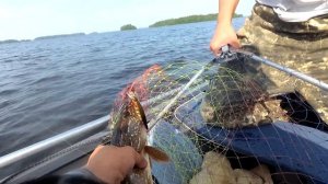 Карелия  Водлозеро  Клев судака, щуки и окуня Три дня рыбалки