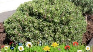 Сосна горная Бенжамин ? Обзор: посадка и уход. саженцы сосны Бенжамин: описание и особенности