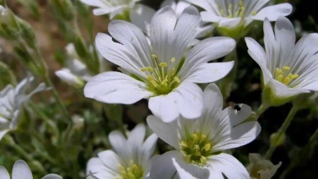 СУПЕР почвопокровник для цветников ? Ясколка войлочная ? Cerāstium tomentōsum смотреть онлайн