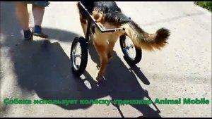 Реабилитация собаки с помощью коляски-тренажера и поддержки стопы (ноклингов) Animal Mobile