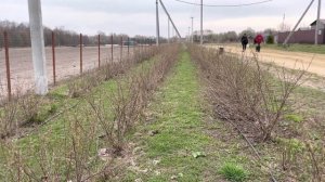 Маточники нужны разные, на фабрике растений Никитенко, вот такой из кизильника блестящего.