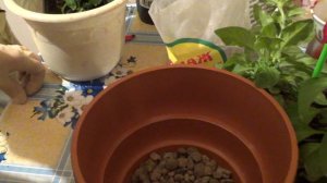 О петунии., пересадка на пмж в горшок