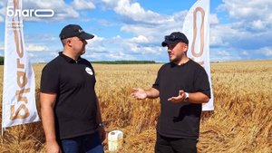 Рекорд урожайности на озимой пшенице на севере Нижегородской области с БЛАГО