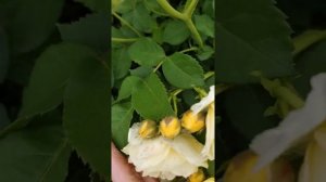Роза Комтесс дю Барри