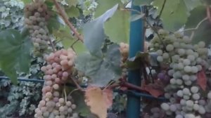 Рилайнс пинк сидлис