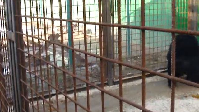 Маша и Потапыч видят друг друга и нервничают смотреть онлайн