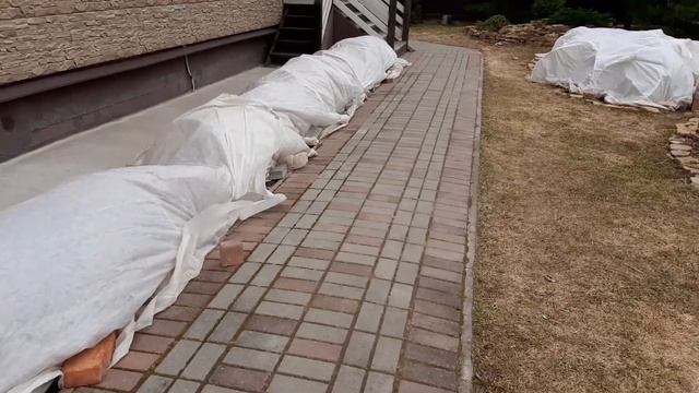 Проветривать? Снимать ? Что делать с чернотой?! Вот в чем вопрос.