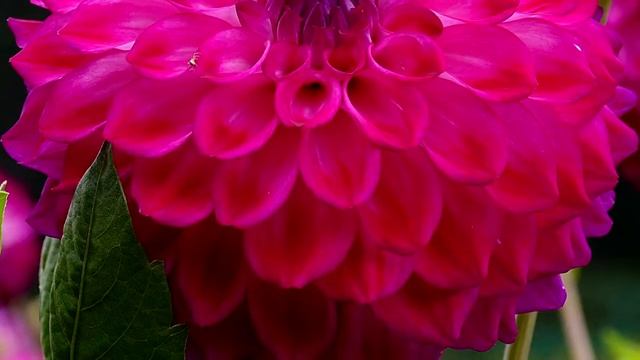 ГЕОРГИНЫ: Посадка и Уход, а также Выращивание из Семян смотреть онлайн