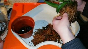 Новиночка! Coelogyne Pandurata????