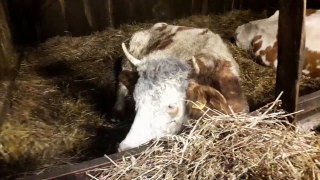 Кормление коровы после отела. Симменталы .КФХ Мжельская Светлана Ивановна.