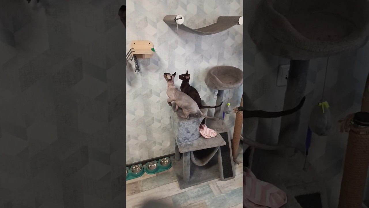 Новая забава#catshorts#смешныекоты #cats #котята #catlover