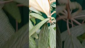 Калина морщинистолистная! А у вас растет такая?