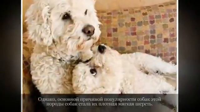 Маленькие породы собак БИШОН ФРИЗЕ смотреть онлайн