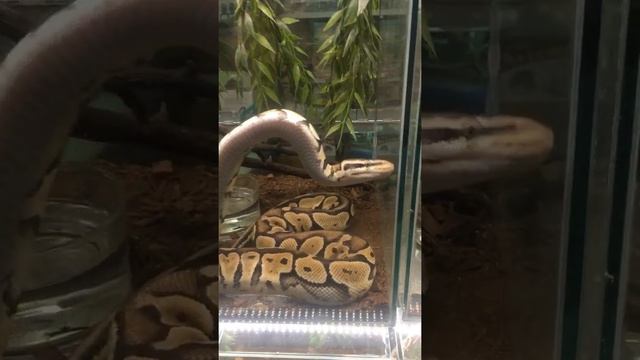 Dancing snake in the aquarium | танцующая змея в аквариуме (питон)