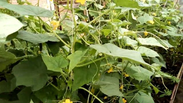 СЕКРЕТНЫЙ РАСТВОР ДЛЯ ОПРЫСКИВАНИЯ ОГУРЦОВ смотреть онлайн