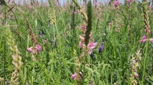 ЭСПАРЦЕТ КАК МЕДОНОС // ЖАРА +33°