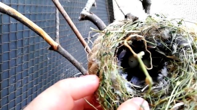 разведение ДИКИХ ПЕВЧИХ птиц ГИБРИДИЗАЦИЯ смотреть онлайн