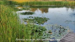 Природный парк "Ривьера" рядом с аквапарком Лазурный. Белгород 28 августа 2023 год.