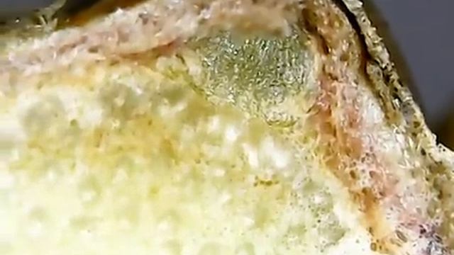 Фузариоз орхидеи целагина кристата смотреть онлайн