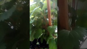 как выростить землянику на подоконнике