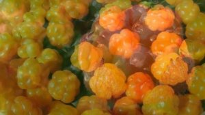 Выращивание Морошки как бизнес идея | Морошка на дачном участке