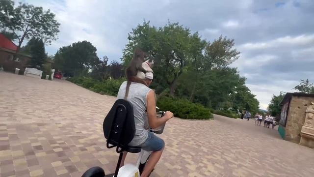 Посмотрите КАК РЕАГИРУЮТ обезьянки капуцины на Люсю в обнимку с котом Басиком?))) смотреть онлайн