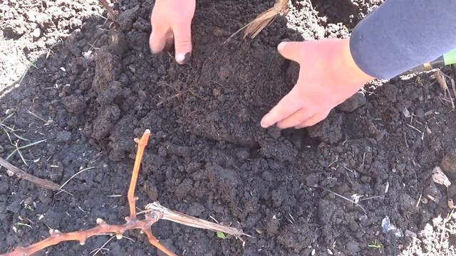 Весенняя посадка винограда в Московской области