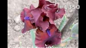 #1350. Ирисы - очень красивые цветы