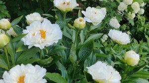 Peony Mountain Mist  / Пион Маунтин Мист.