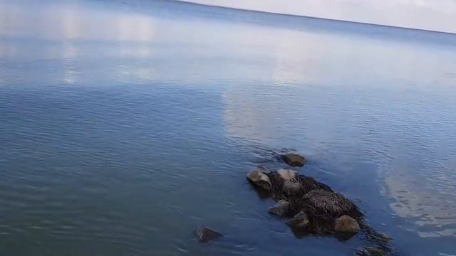 Ейск?Рыбалка на Азовском море. Лиман. 14 июля)) Ловим тарань.