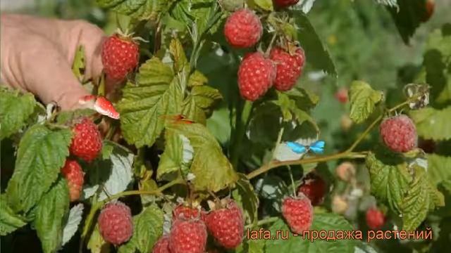 Малина традиционная Рубиновая (rubus) ? малина Рубиновая обзор: как сажать саженцы малины Рубиновая смотреть онлайн