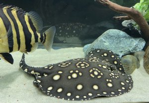 Смертельный номер - кормим скатов из рук