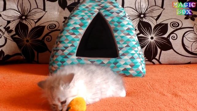 Реакция котенка на цыплят Смешной британский котик смотреть онлайн