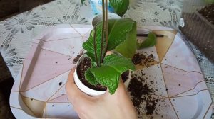 Как спасти  стрептокарпус? Почему листья желтеют и подсыхают по краям?