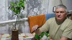 Прививки цитрусов.Видео №4.Аблактировка