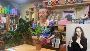 Драцена Голден Коаст { СУРДОПЕРЕВОД } неприхотливый сорт популярного комнатного растения