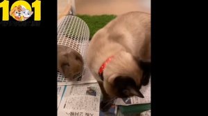 СКИФ ТАЙ ДОН