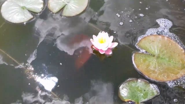 Пруд своими руками из бетона с биоплато. Расцвела нимфея ,система подпитки моего ставка. смотреть онлайн