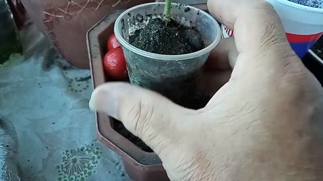 Пересадка пасынка помидора смотреть онлайн