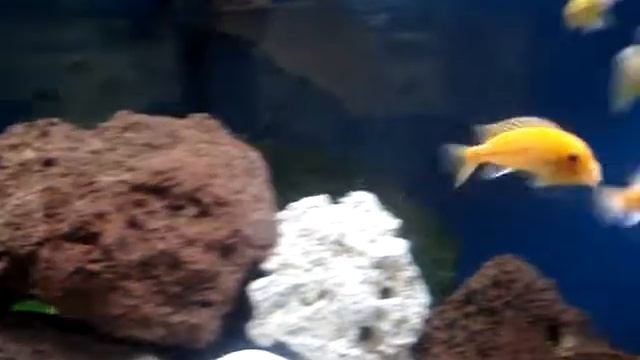 Pseudotropheus Zebra red red смотреть онлайн