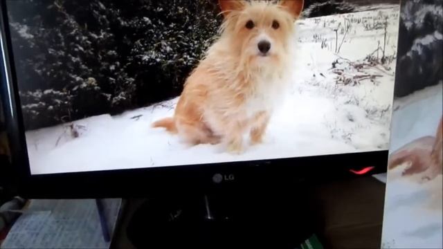 Как нарисовать собаку масляными красками. Цветной портрет собаки смотреть онлайн