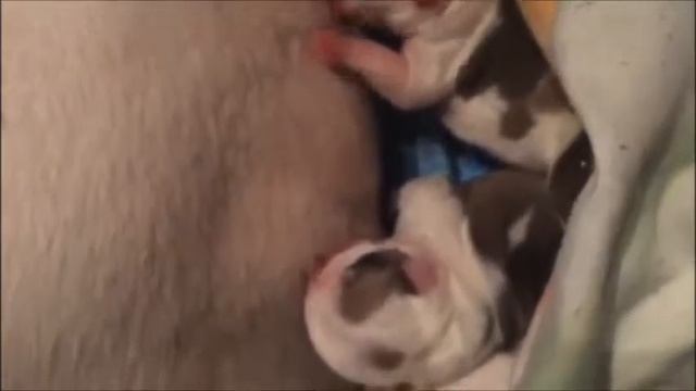 Щенки английского бульдога рожденные 9 октября 2015г. смотреть онлайн